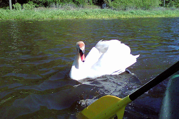 Útočící labuť Útočící labuť