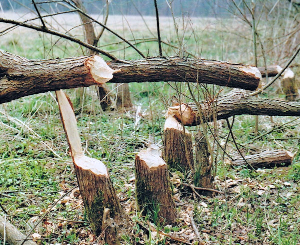 Bobři na Odravě
