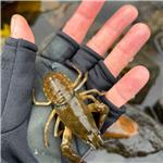 Úhyn ryb pod jezem Podrabský mlýn u Rábí